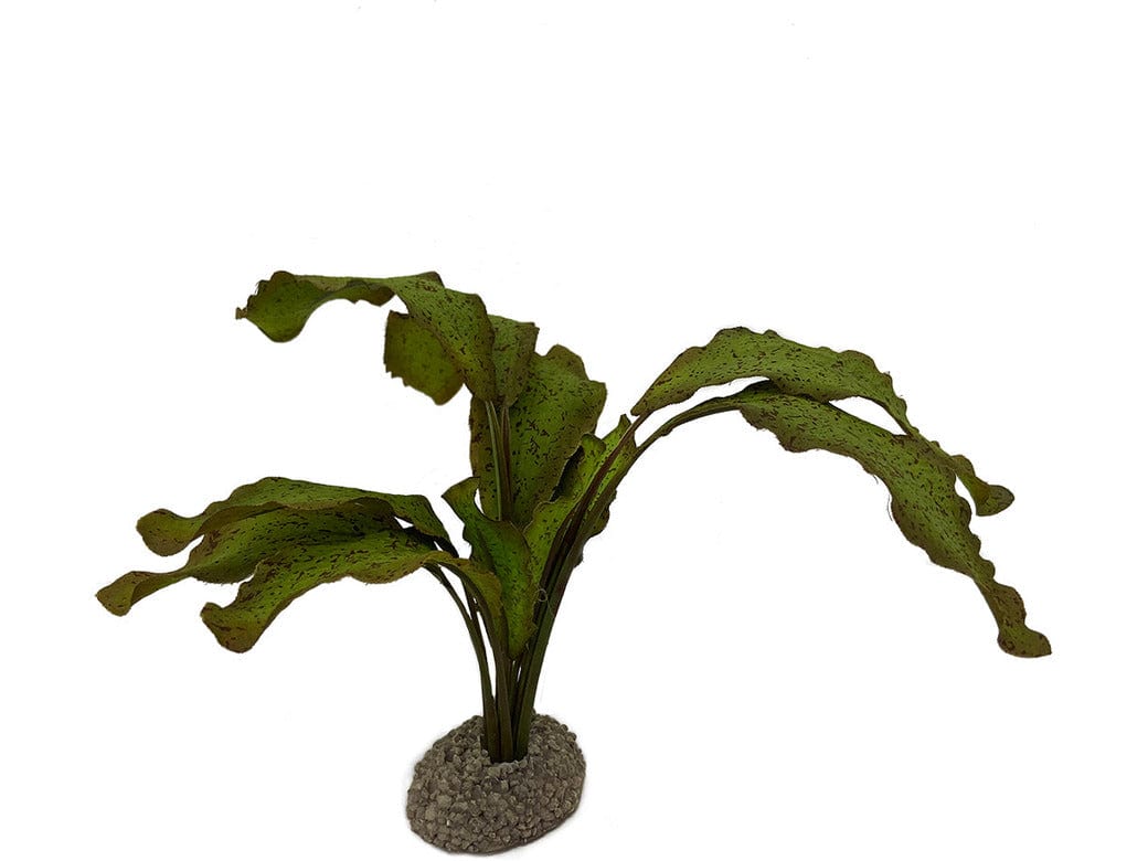 Echinodorus green 5cm
