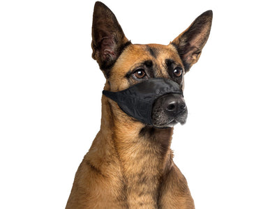 Dog Muzzle Nylon