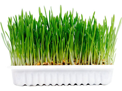 Kit for Growing Healthy Rabbit or Small Animal Grass - 70g