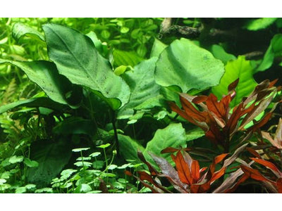 Anubias barteri var. caladiifolia potted Difficulty- Easy