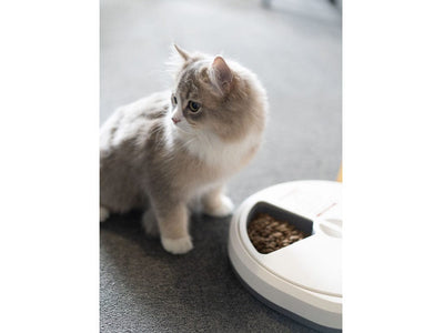 PAWISE  Automatic Pet Feeder