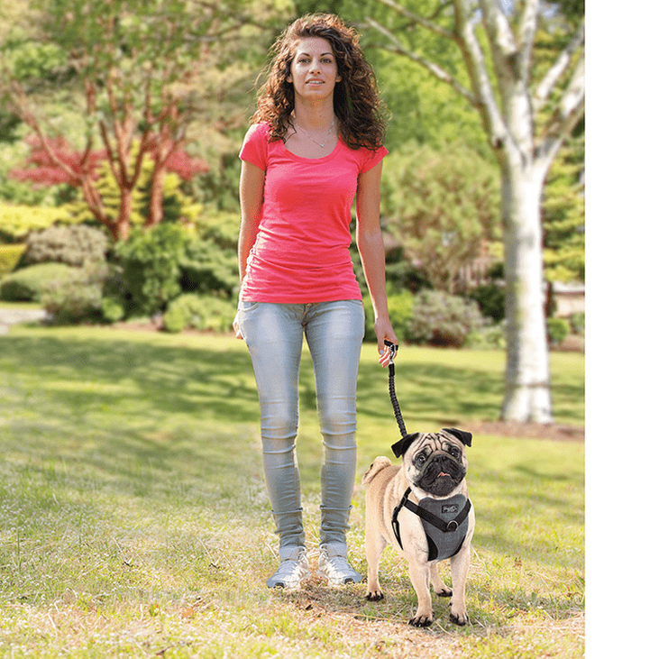 Afp travel dog harness hot sale