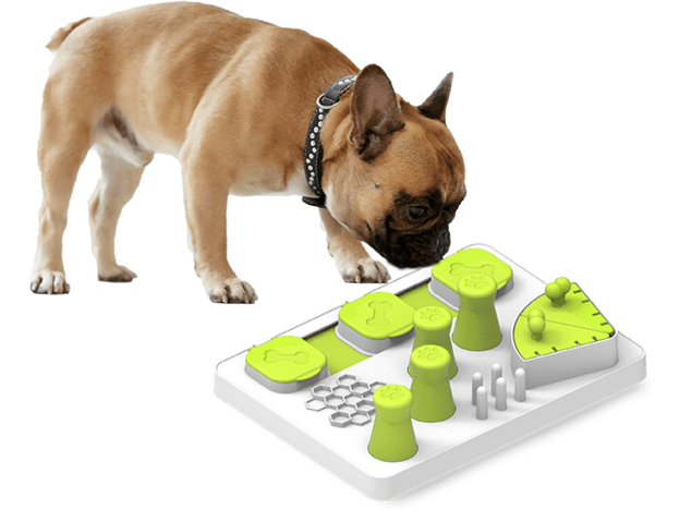 AFP(All For Paws) Interactives - Enjoy the Fish