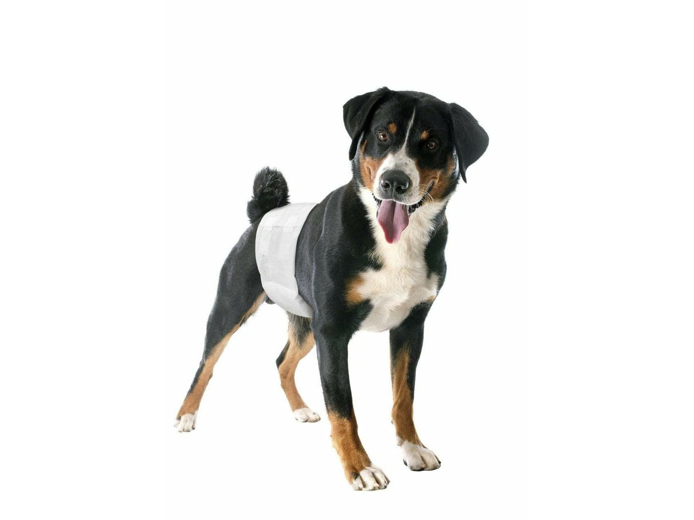 Male dog wraps - size 3 - (12pcs)- 1pack