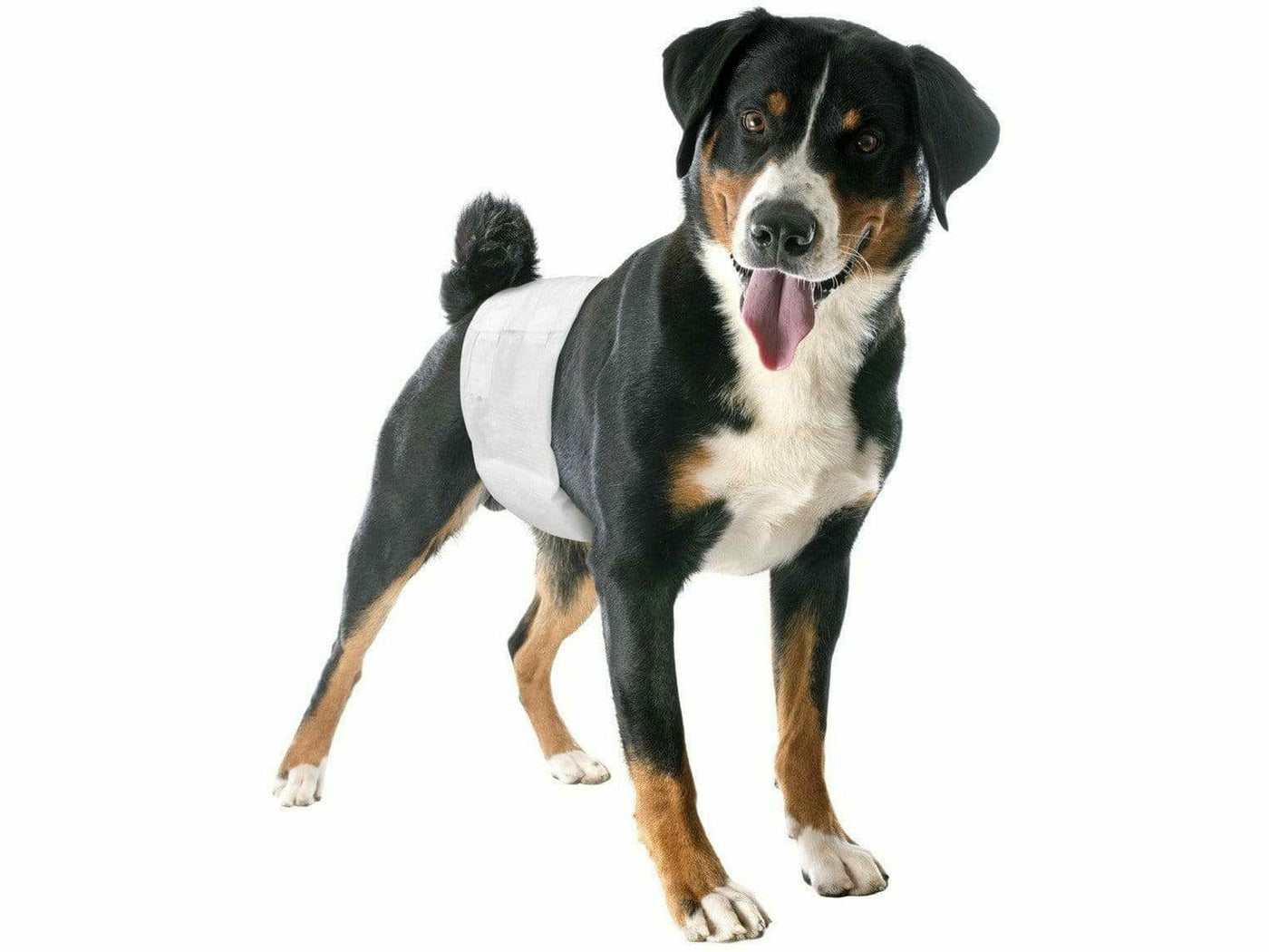 Male dog wraps - size 2 - (12pcs)- 1pack