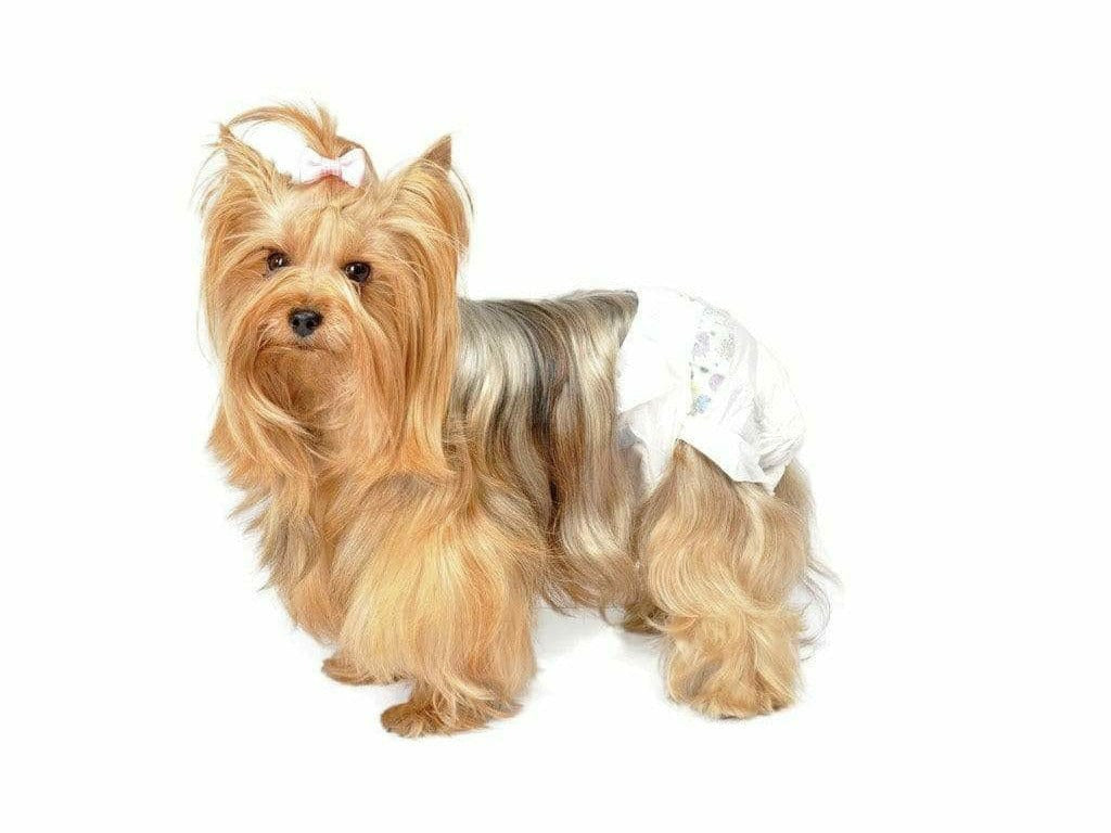 Disp.Dog Diapers*Size: 1*(12p)