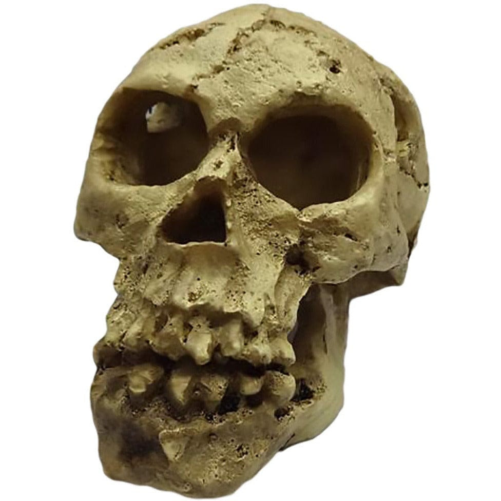 Decoration Skull for Aquariums or Terrariums