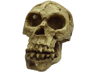 Decoration Skull for Aquariums or Terrariums