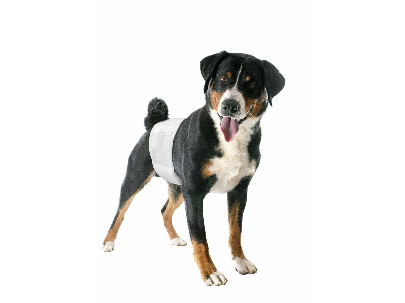 Male Dog Wraps - Size 3 (12 pcs per pack)