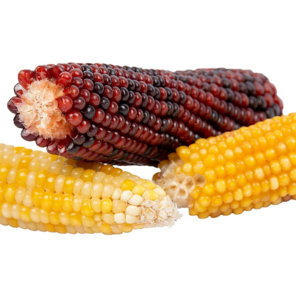 Medium Corn Cob Mix - 3 Colours Rodent Treat