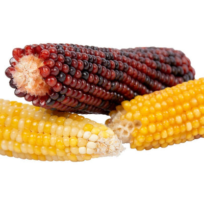 Medium Corn Cob Mix - 3 Colours Rodent Treat