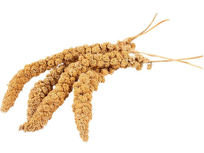 Millet Sprays for Ornamental Birds