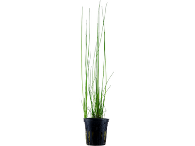 Eleocharis montevidensis potted Difficulty- Easy