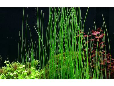 Eleocharis montevidensis potted Difficulty- Easy