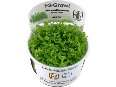 Micranthemum tweediei Monte Carlo 1-2-Grow Difficulty- Medium