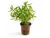 Ludwigia inclinata `Cuba`