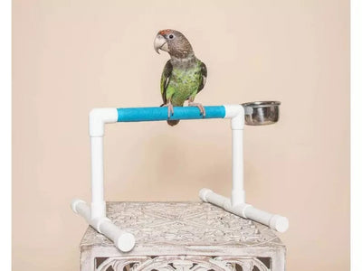 Bird Perch Stand