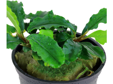 Bucephalandra pygmaea Wavy Green potted Difficulty- Easy