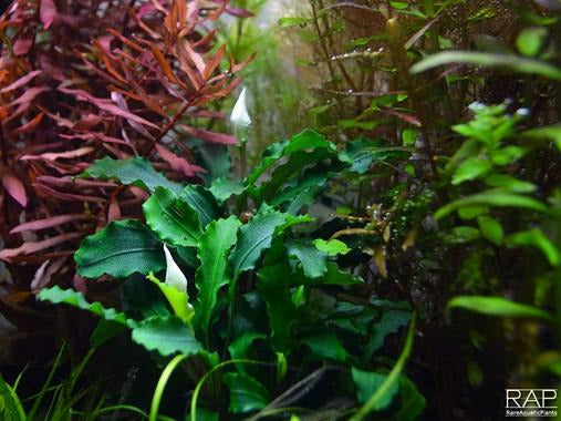 Bucephalandra pygmaea Wavy Green potted Difficulty- Easy