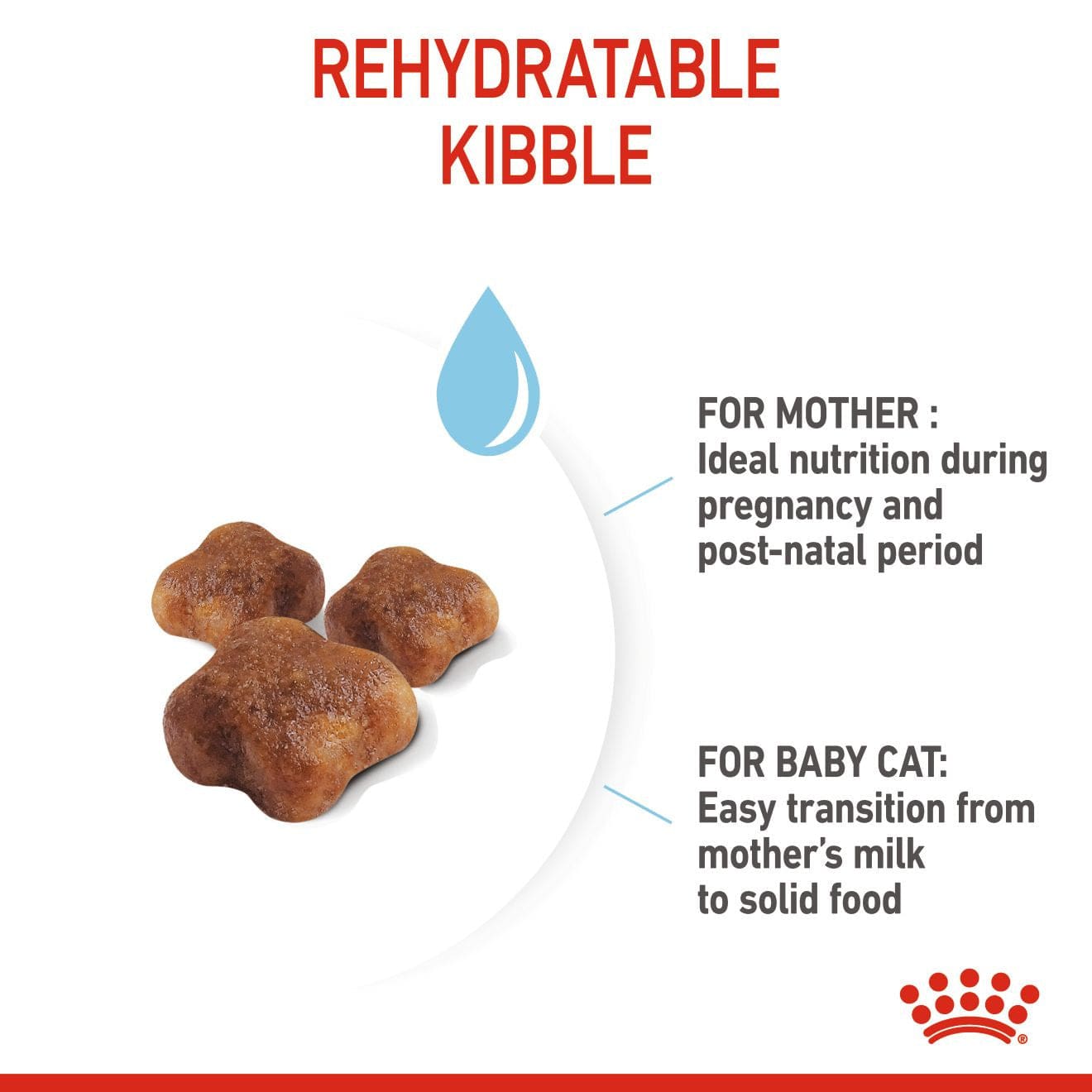 التغذية الصحية للقطط الأم والقطط 4 كج