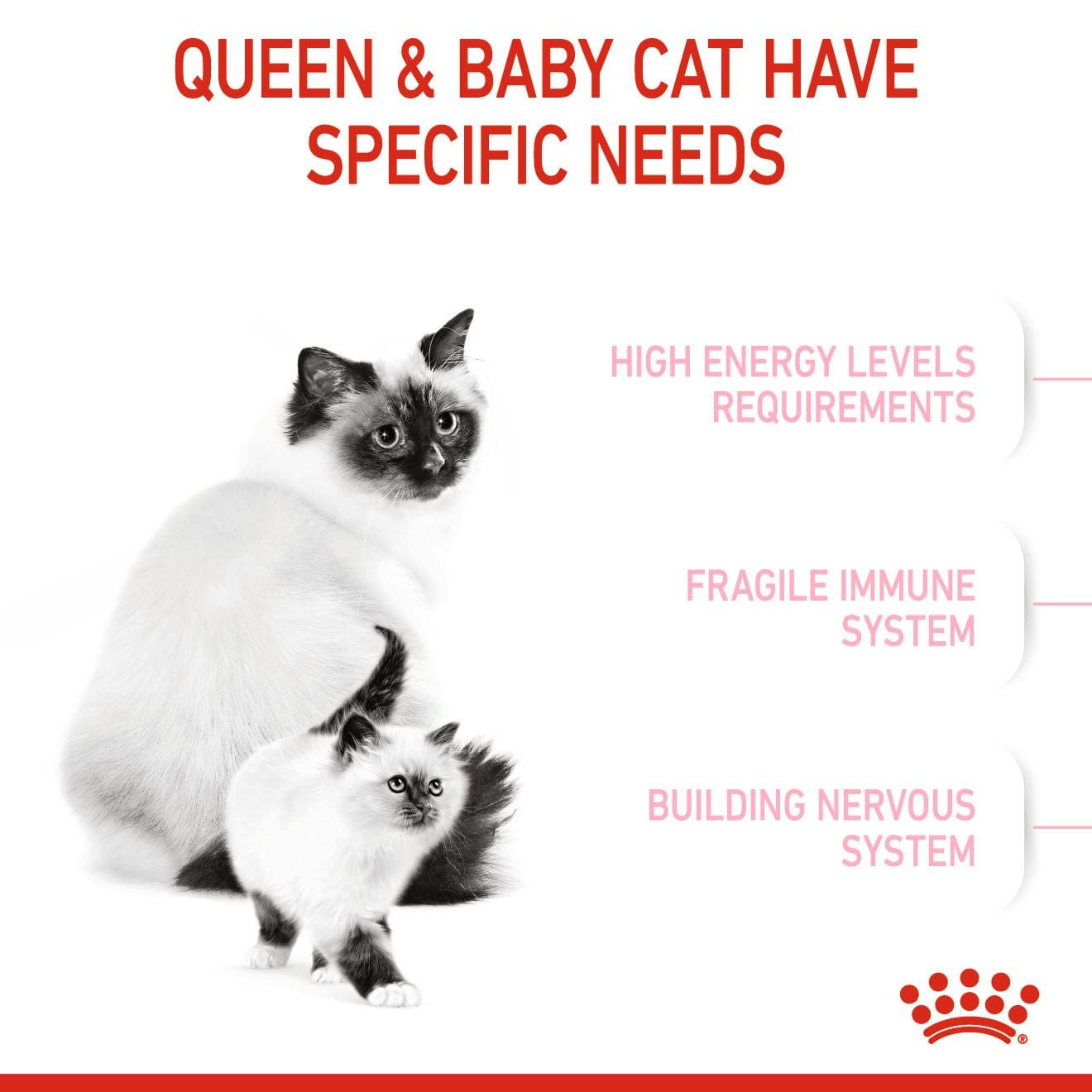 التغذية الصحية للقطط الأم والقطط 4 كج