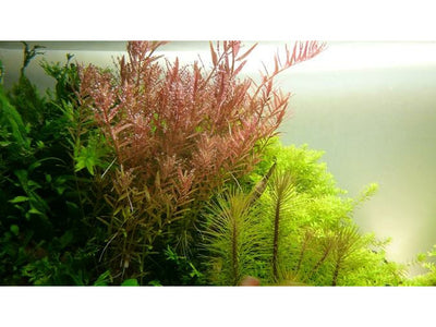 Rotala rotundifolia potted Difficulty- Easy