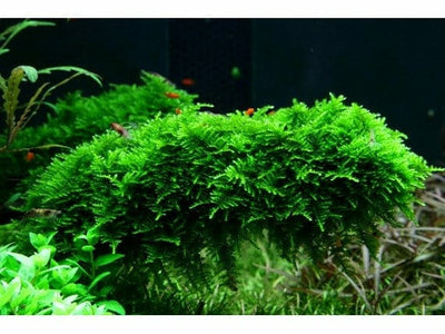 Vescularia montagnei Christmas 1-2- صعوبة النمو - متوسط 