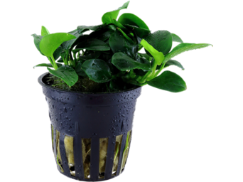 Anubias barteri Petite potted Difficulty- Easy