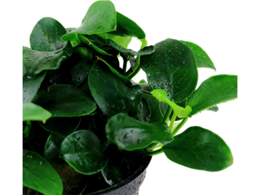Anubias barteri Petite potted Difficulty- Easy