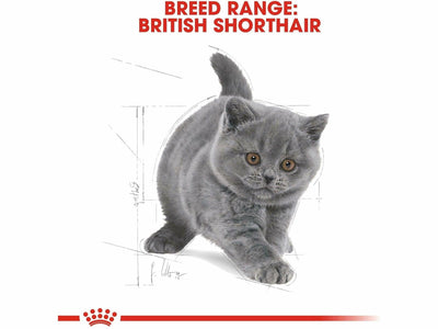 تغذية القطط البريطانية قصيرة الشعر 2 كجم