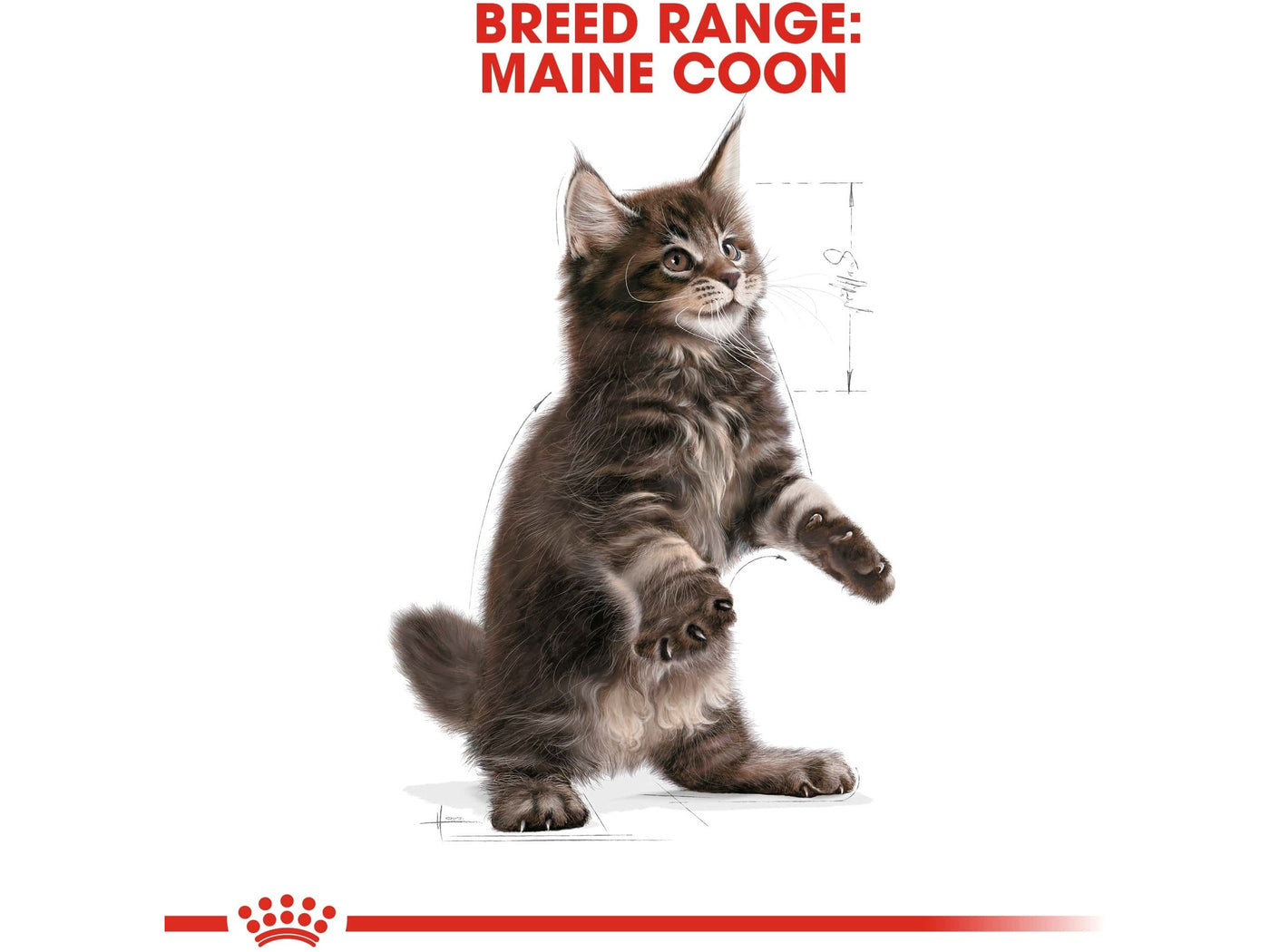 Feline Breed Nutrition Maine Coon Kitten 2 Kg