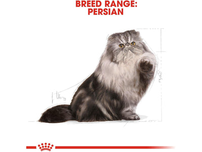 تغذية القطط الفارسية البالغة 10 كجم