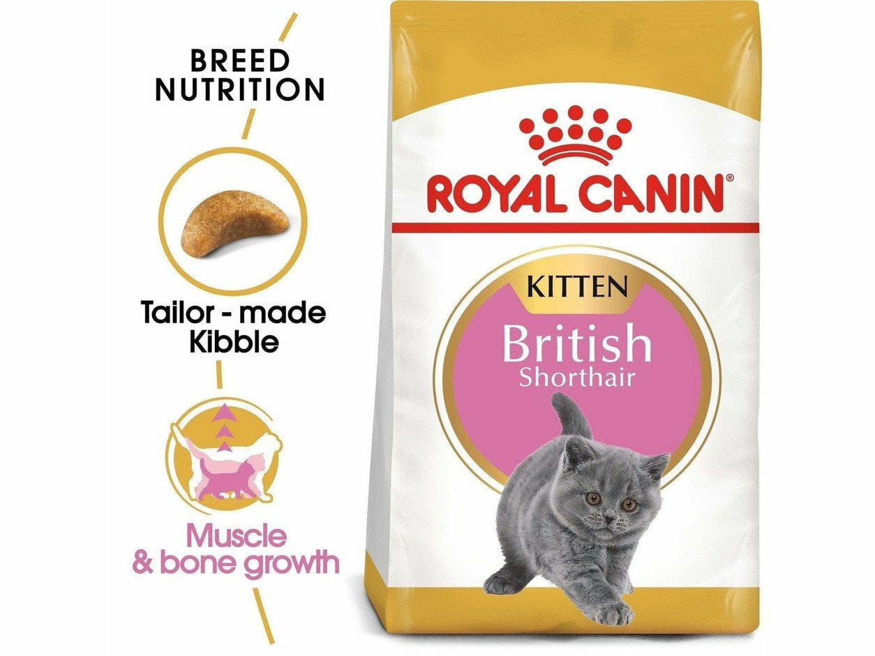 تغذية القطط البريطانية قصيرة الشعر 2 كجم