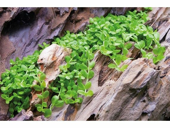Micranthemum tweediei Monte Carlo potted Difficulty- Medium