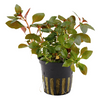 Ludwigia repens `Rubin`