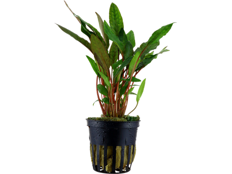 Cryptocoryne beckettii Petchii potted Difficulty- Easy